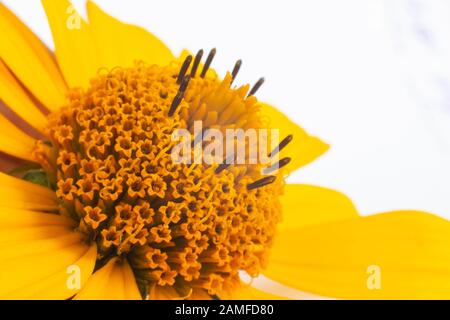 Fiore giallo con grandi petali rudbeckia, macro. Girasole Foto Stock