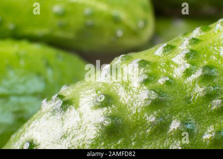 Closeup di un fresco cetriolo succoso con sfondo Signore Foto Stock