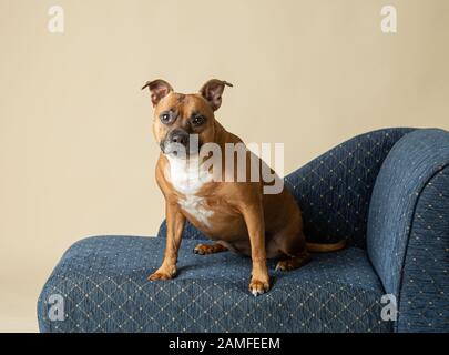Un'immagine in studio di un membro del personale seduto su una chaise longue blu e con un'espressione desiderosa ma piacevole, lo sfondo è crema e il cane è abbronzato e sbiadito. Foto Stock