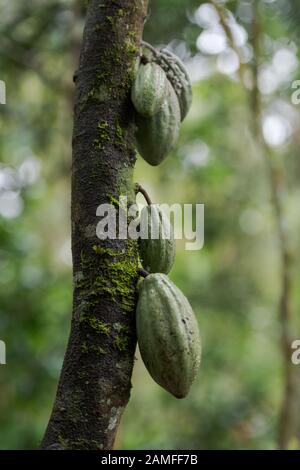 Cacao fagioli appesi su albero in Kerala, India del sud Foto Stock