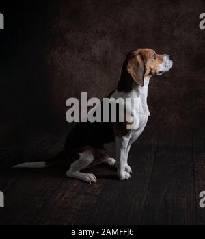 Ritratto laterale di un cane Beagle seduto e rivolto verso la fotocamera in uno studio e su un ricco sfondo marrone. Foto Stock