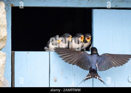 Close up wild UK baby rondini (Hirundo rustica) allineati sulla porta del granaio in attesa di essere alimentato dalla casa madre bird. Carino uccelli Baby, barn swallow pulcini. Foto Stock