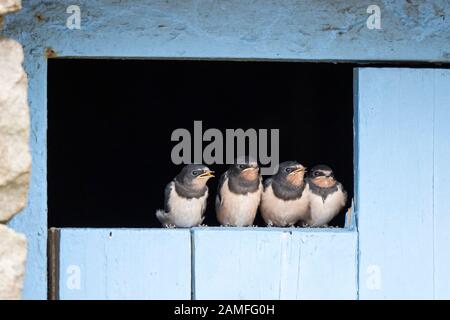 Primo piano, UK baby fienile swallows (Hirundo rustica) isolato sulla porta fienile in una linea in attesa di essere alimentato. Swallow pulcini cute. Fauna britannica, uccelli del bambino. Foto Stock