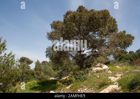 Pinus halepensis. Pini di Aleppo. La loro origine è il Mediterraneo e l'Asia occidentale. In Sud Africa è coltivato per pali di ricovero e per f Foto Stock