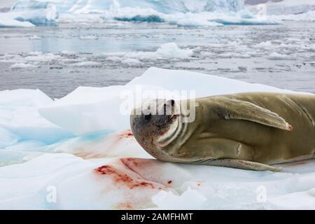 Il Sigillo del Crabeater (Lobodon carcinophaga) su un iceberg in Antartide. Le guarnizioni del Crabeater sono il più comune grande mammifero sul pianeta dopo gli esseri umani, con un Foto Stock