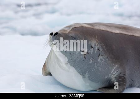 Il Sigillo del Crabeater (Lobodon carcinophaga) su un iceberg in Antartide. Le guarnizioni del Crabeater sono il più comune grande mammifero sul pianeta dopo gli esseri umani, con un Foto Stock