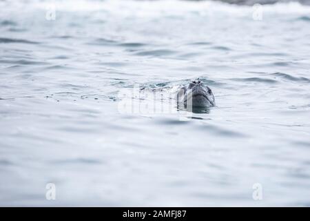 Foca leptonyx (Hydrurga leptonyx) nuota in acqua ghiacciata. Antartide. Foto Stock