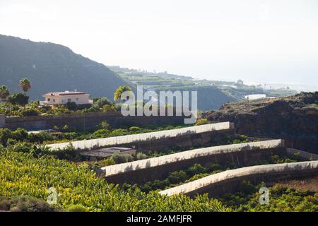 Piantagione di banane sull'isola di tenerife, Isole Canarie, Spagna. Foto Stock