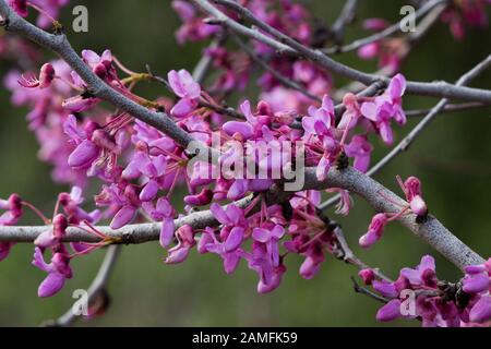 Fioritura albero di Giuda Cercis siliquastrum Fotografato in Israele nel mese di febbraio Foto Stock