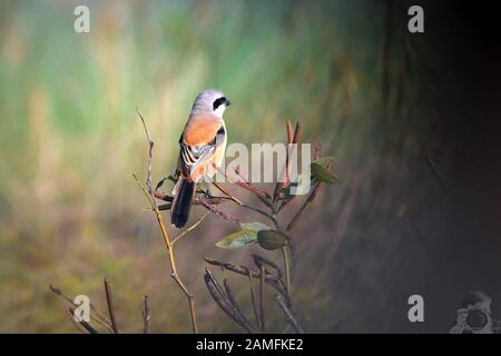 anatra uccelli migratori Foto Stock