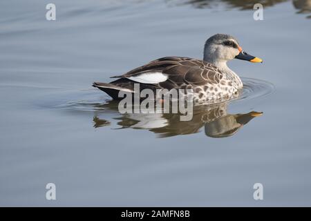 pesci uccelli migratori Foto Stock