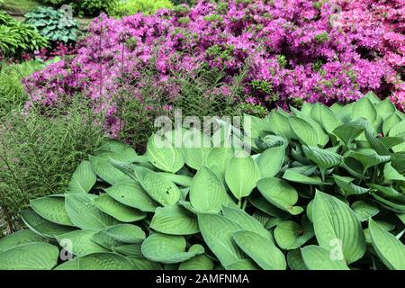 Border Garden Hosta 'Krossa Regala' Rhododendron Fern bordo di pianta Foto Stock
