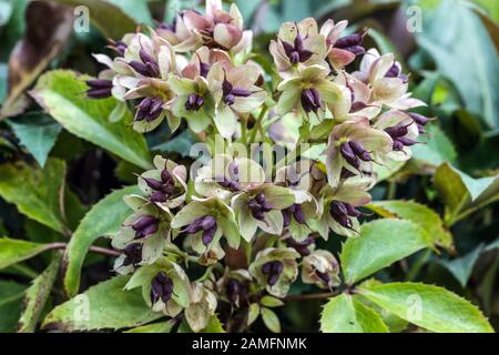 Semi di elleboro teste di semina di elleboro di Helleboro, andato a seme, Hellebores maturo Foto Stock