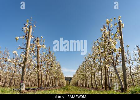 Fioritura bianco apple orchard a molla. In Germania, in Europa. Bellezza Mondo Foto Stock