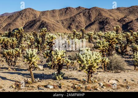 Campo Di Cholla Jumping Cactus Nella Mattina Presto Foto Stock