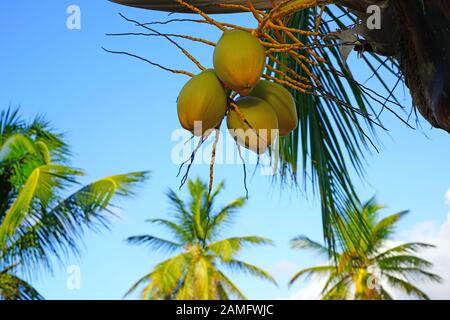 Noci di cocco verdi giovani che crescono su una palma Foto Stock