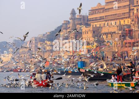 Varanasi, INDIA, 18 GENNAIO 2019 : Gregge di gabbiani che volano intorno alle barche turistiche a Vanarasi all'alba, India Foto Stock