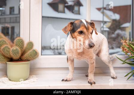 Carino piccolo Jack Russell Terrier cane si siede da solo su un davanzale tra le piante Foto Stock