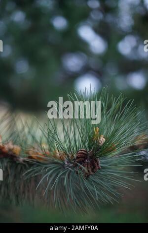 Pino verde ramificazione closeup, marrone secco foglie di autunno di betulla in Foto Stock
