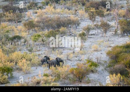 Veduta aerea dell'elefante africano, Loxodonta africana, vista da un giro in mongolfiera, Bushman Plains, Delta di Okavanago, Botswana Foto Stock