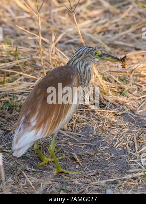 Squacco Heron, Ardeola ralloides, mangiare un insetto, Khwai Private Reserve, Okavango Delta, Botswana Foto Stock