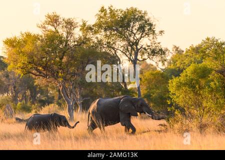 Elefante Africano, Loxodonta Africana, Macatoo, Delta Dell'Okavango, Botswana