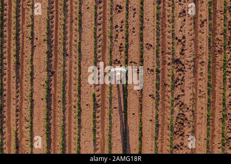 Vista aerea di imprenditore nel campo di soia battenti un drone con il dispositivo di controllo remoto Foto Stock