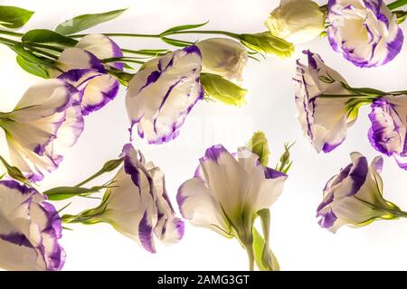 Bellissimi fiori bianchi con bordi viola sparsi su sfondo bianco, motivo Foto Stock