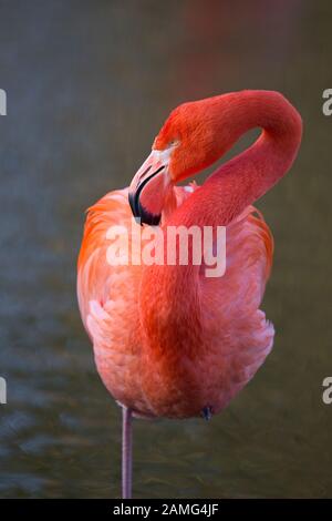 Americano Flamingo (Fenicopterus ruber) PRIGIONIERO Foto Stock