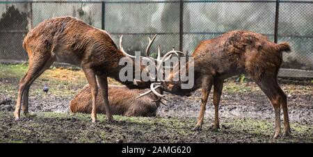 Una lotta improvvisa tra due deer. Foto Stock