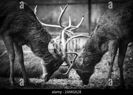 Una lotta improvvisa tra due deer. Foto Stock