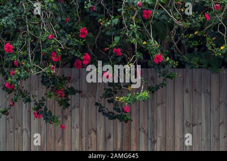Cespuglio di rose che crescono sopra il recinto di legno Foto Stock