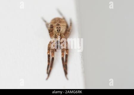 Zoropsis spinimana (Zoropsidae) Close up di un ragno. La fotografia macro Foto Stock