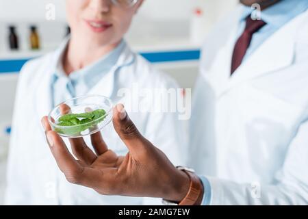 vista ritagliata di biologi multiculturali che guardano le foglie in laboratorio Foto Stock