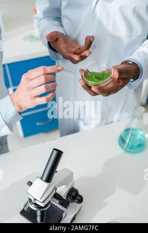 vista ritagliata di biologi multiculturali che guardano le foglie in laboratorio Foto Stock