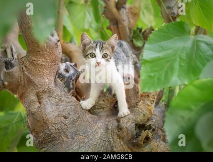 Carino gatto gattino giovane, bianco con tabby patch, in piedi giocoso su un ramo di albero knobby e guardando curiosamente dal suo punto di osservazione, Creta Foto Stock