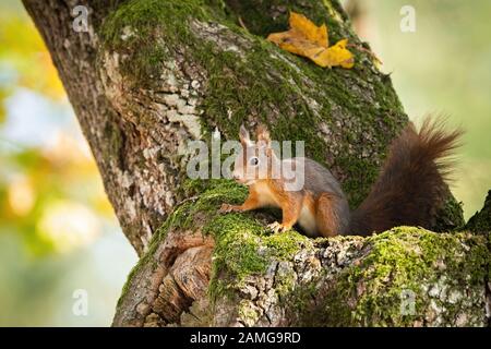 Scoiattolo rosso nascondendo in mossy tronco di albero con giallo di foglie autunnali Foto Stock