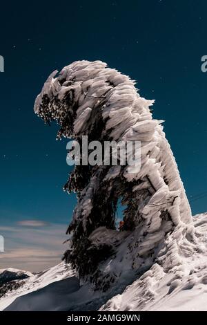 pineta coperta di neve in montagna contro il cielo scuro in serata Foto Stock
