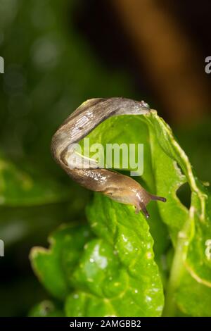 Un'alimentazione di lumaca di notte su Chard svizzero che cresce in un giardino a Lancashire Inghilterra GB Foto Stock