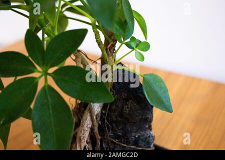 Pianta di ombrello su pietra vulcanica su sfondo bianco Foto Stock