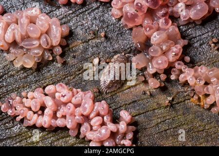 Una blasetta Comune Lucente, Onisus ocellus, che riposa sulla corteccia circondata da funghi viola jellydisc, Ascocoryne sarcoides, in un giardino in Lancashire photog Foto Stock