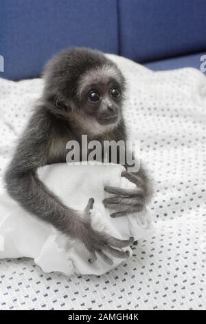 Un giovane maschio Lar Gibbon celebra il suo primo compleanno.Hylobates lar Foto Stock