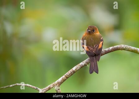 Cannella Flycatcher - Pyrrhomyias cinnamomeus, piccolo flychatcher carino dalle pendici andine orientali, San Isidro, Ecuador. Foto Stock