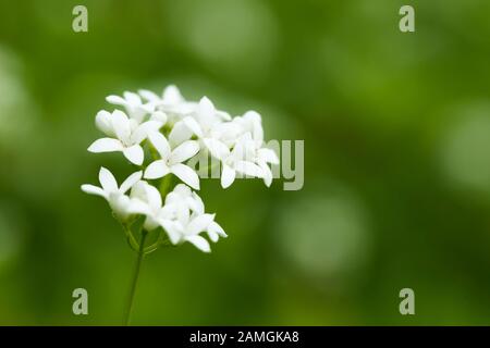 Woodruff crescere in un giardino di campagna inglese, Inghilterra Foto Stock