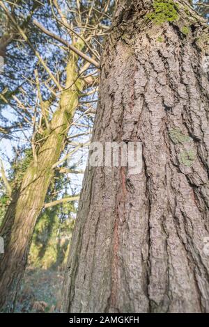 Corteccia profondamente pelata di Monterey Pine / Pinus radiata che cresce in Cornovaglia, Regno Unito. Tronco largo circa 15-18 poll. In California è nativo & a rischio Foto Stock