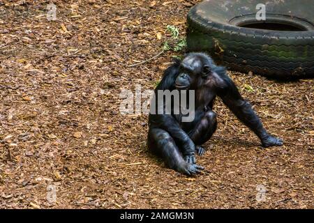 Ritratto di uno scimpanzé seduto a terra, specie animale svincolata dall'Africa Foto Stock