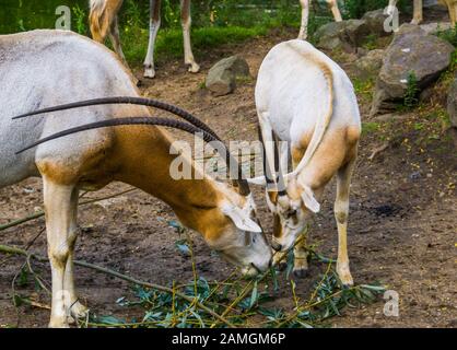 Due orici scimitari che mangiano insieme foglie, Antelope dieta, specie animale che si estingue in natura Foto Stock