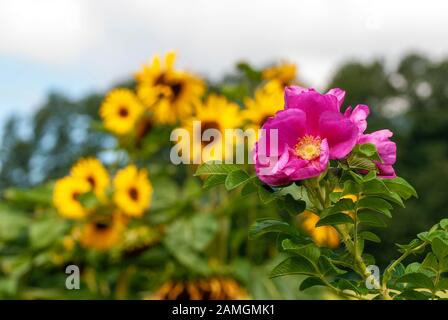 rosa fiore di un cane rosa con girasoli gialli sullo sfondo Foto Stock