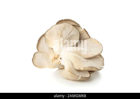 Funghi di ostriche freschi isolati su sfondo bianco Foto Stock