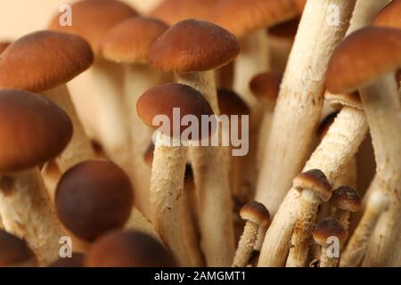 Miele funghi agarici sfondo testurizzato, primo piano Foto Stock